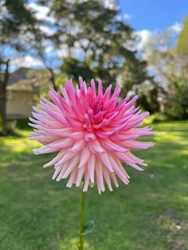 Bristol Karma dahlia