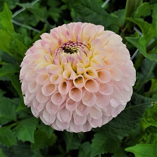Camano Zoe dahlia
