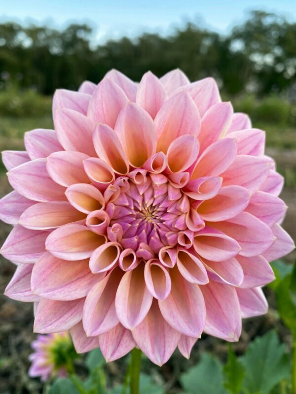 Coralie dahlia