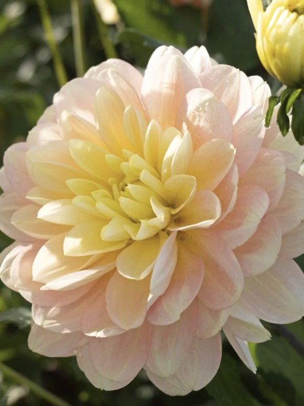 Day Dreamer dahlia