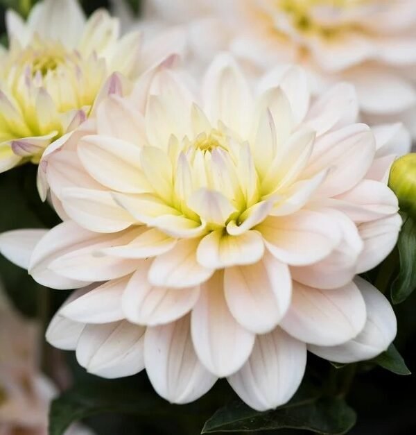 Diana's Memory dahlia