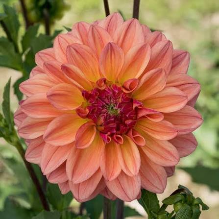 Ferncliff Copper dahlia