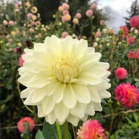 Frostcreek Moonglow dahlia