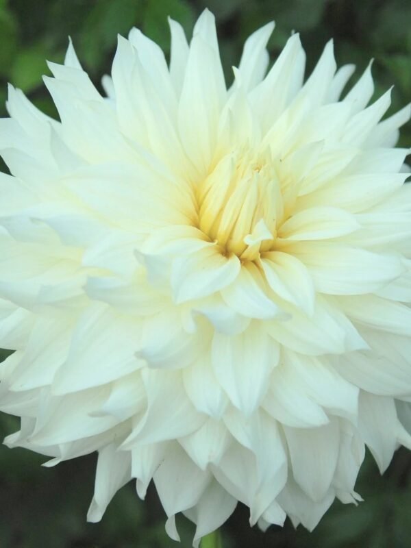 Frozen dahlia