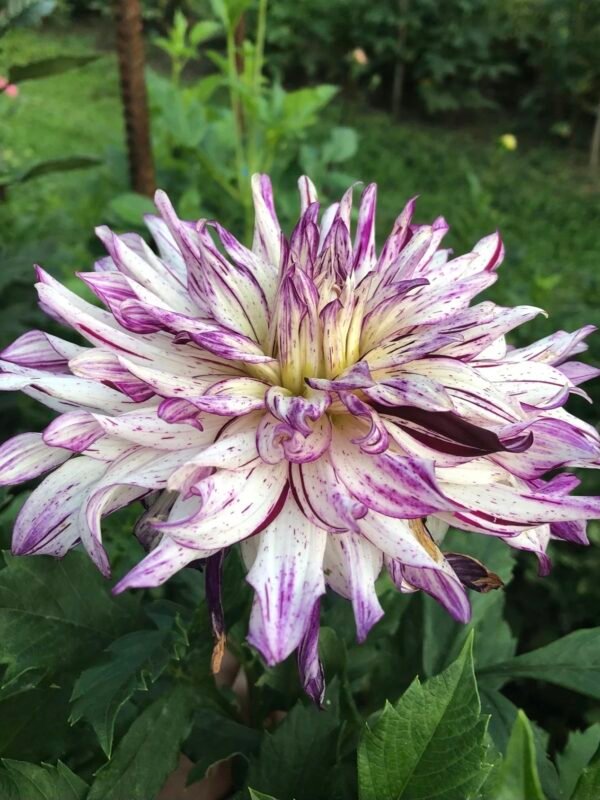 Hollyhill Exotica dahlia