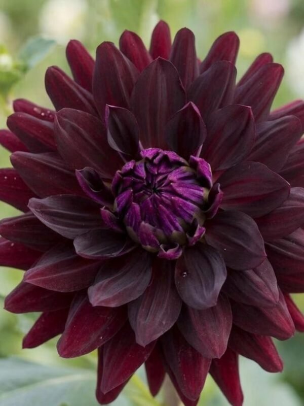Hollyhill Black Beauty dahlia