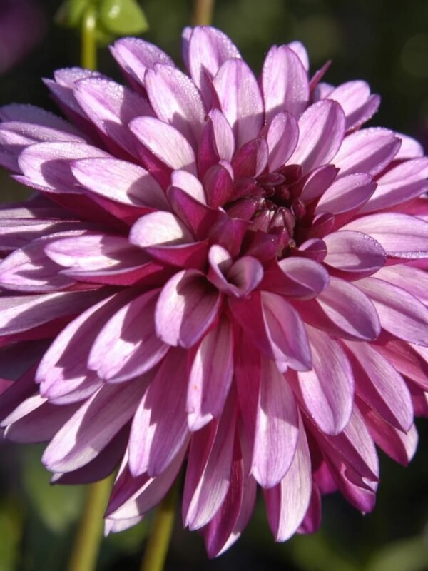 Hugs 'n Kisses dahlia