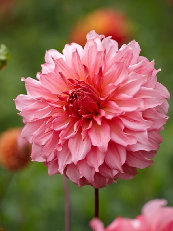 Islander dahlia