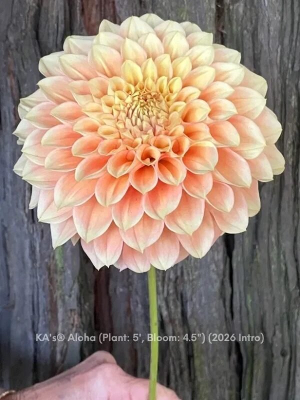 KA's® Aloha dahlia