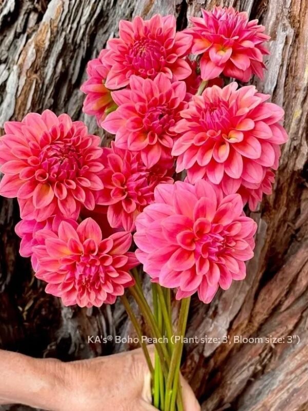 KA's® Boho Peach dahlia