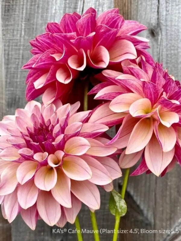 KA's® Cafe Mauve dahlia