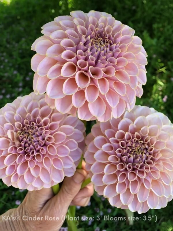 KA's® Cinder Rose dahlia