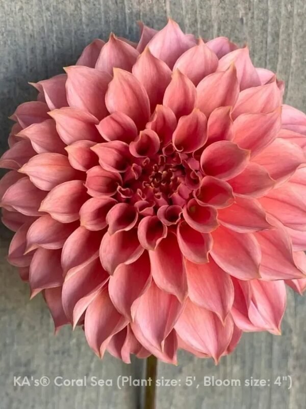 KA's® Coral Sea dahlia