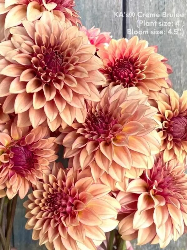 KA's® Creme Brulee dahlia