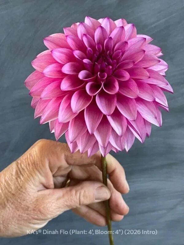 KA's® Dinah Flo dahlia