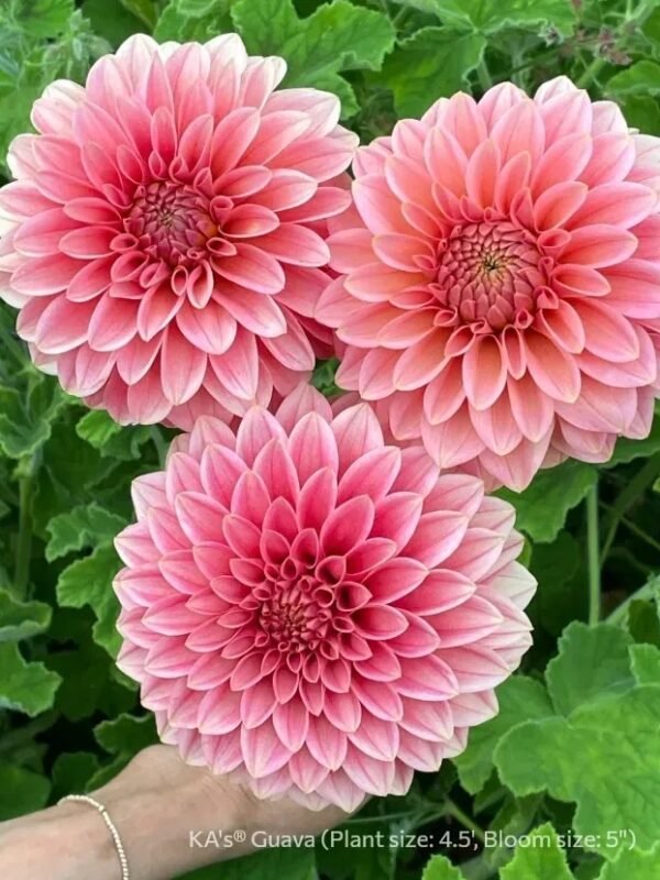 KA's® Guava dahlia