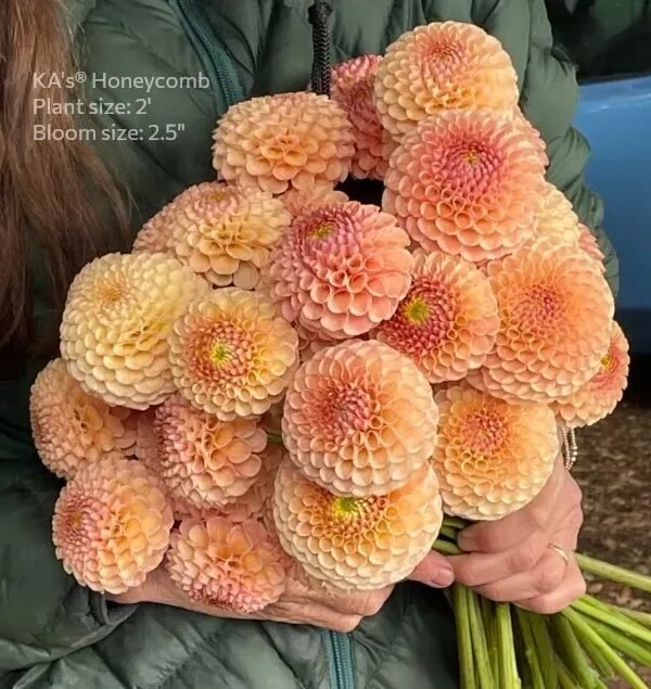 KA's® Honeycomb dahlia