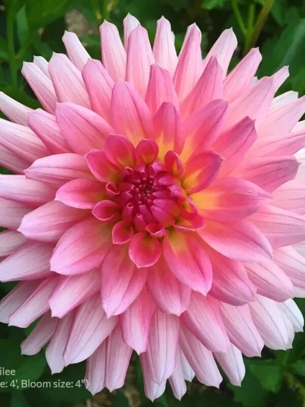 KA's® Jubilee dahlia