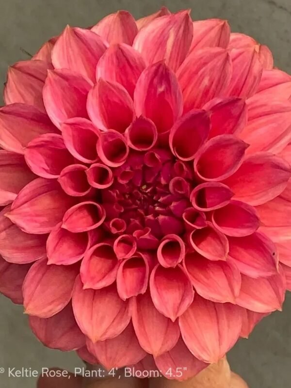 KA's® Keltie Rose dahlia