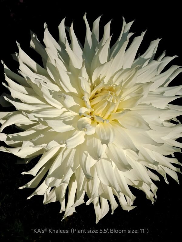 KA's® Khaleesi dahlia