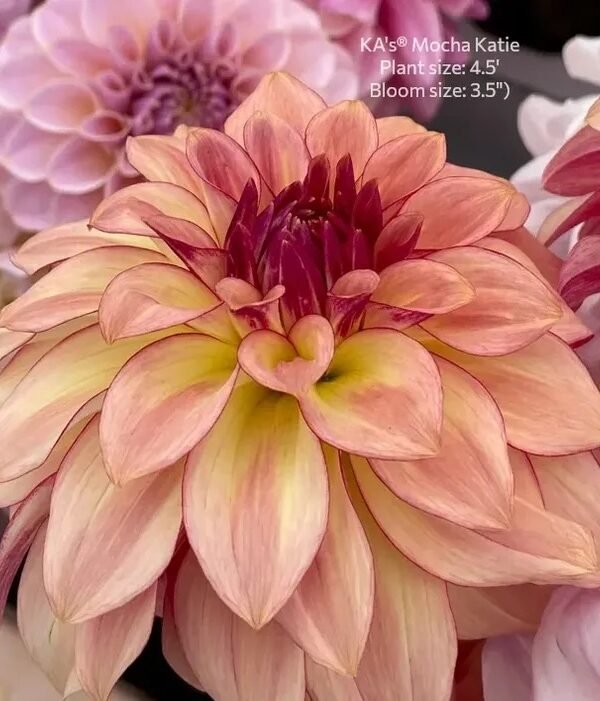 KA's® Mocha Katie dahlia