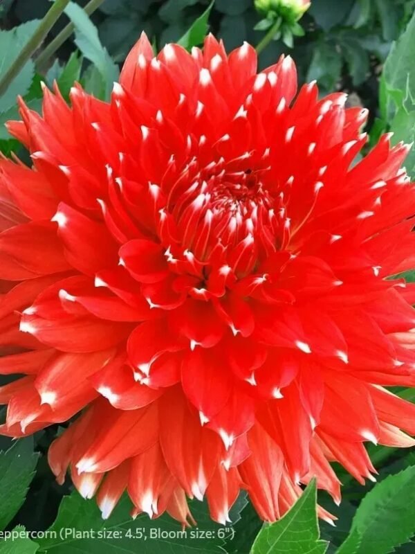 KA's® Peppercorn dahlia