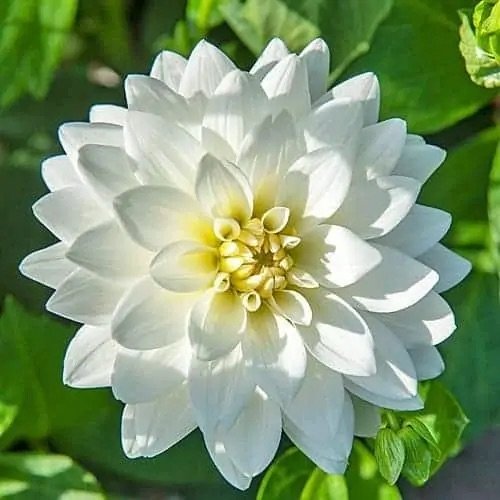 Karma Maarten Zwaan dahlia