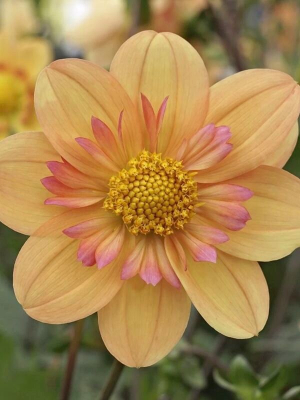 Kelsey Annie Joy dahlia