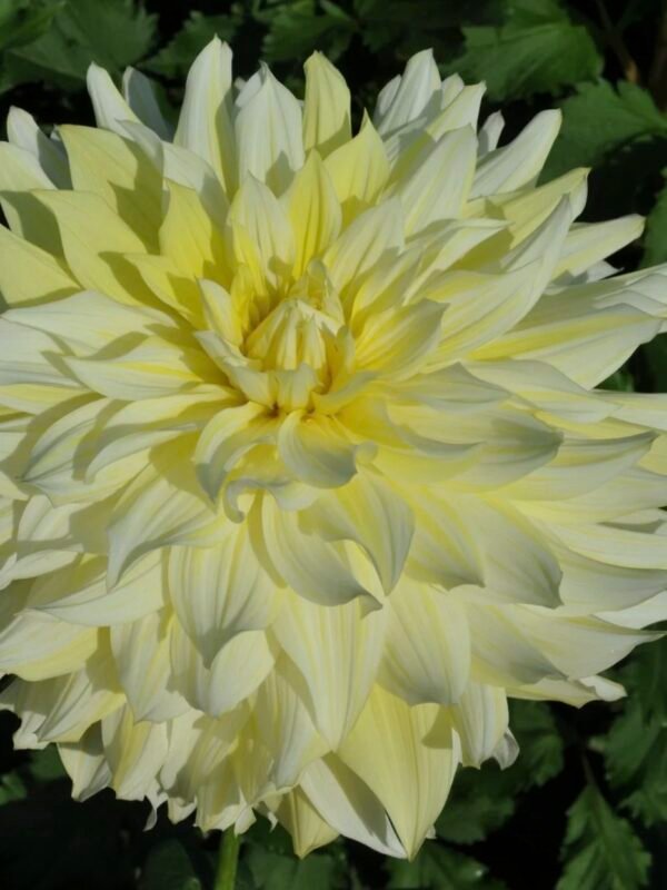 La Luna dahlia