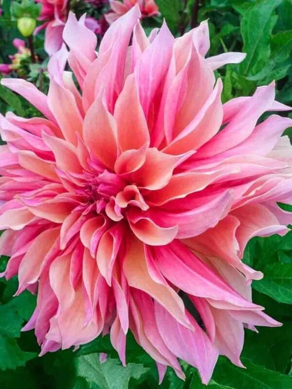 Labyrinth dahlia