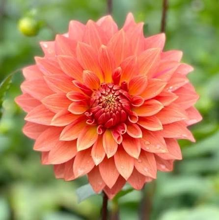 Lee's Peachy Keen dahlia