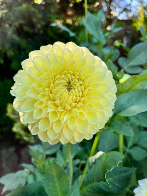 MM Buttercream dahlia