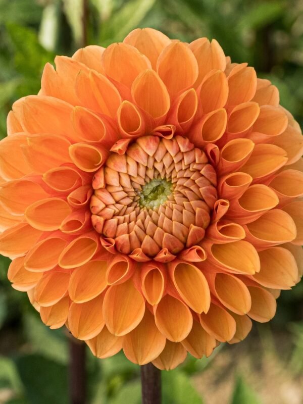 Maarn dahlia