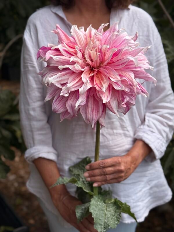 Maki dahlia