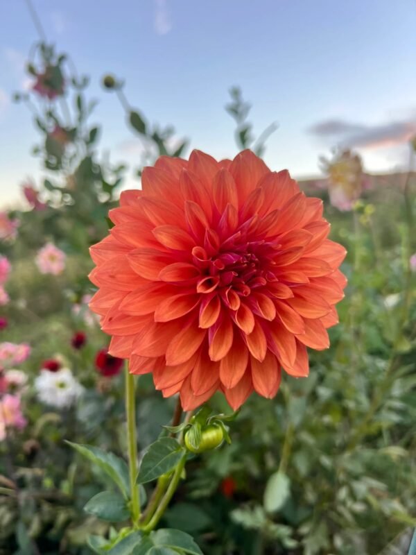 Misfit Kaleidoscope dahlia
