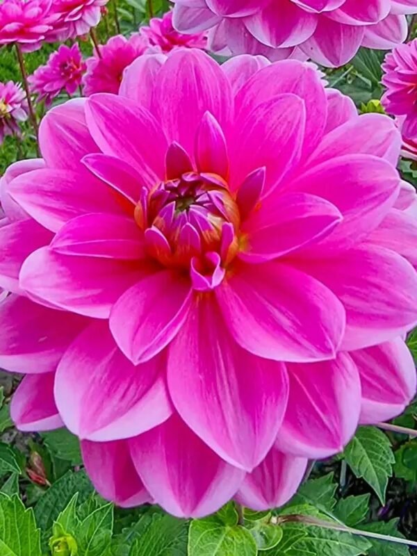 Onesta dahlia