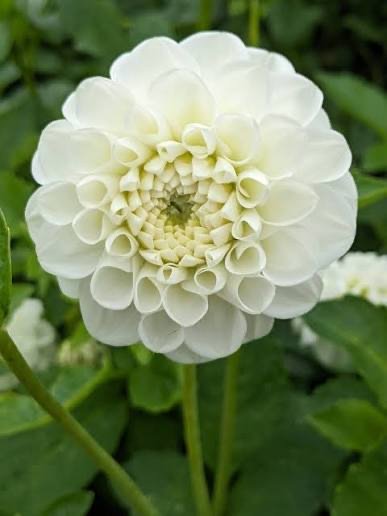 Orsett Beauty dahlia