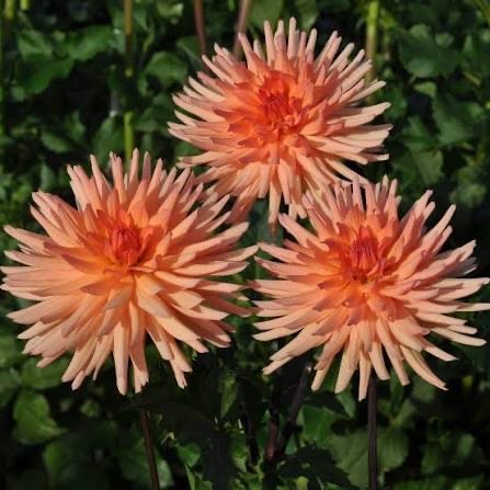 Peach Fuzz dahlia