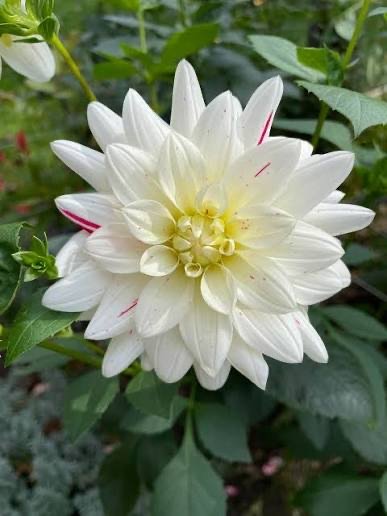 Picasso dahlia