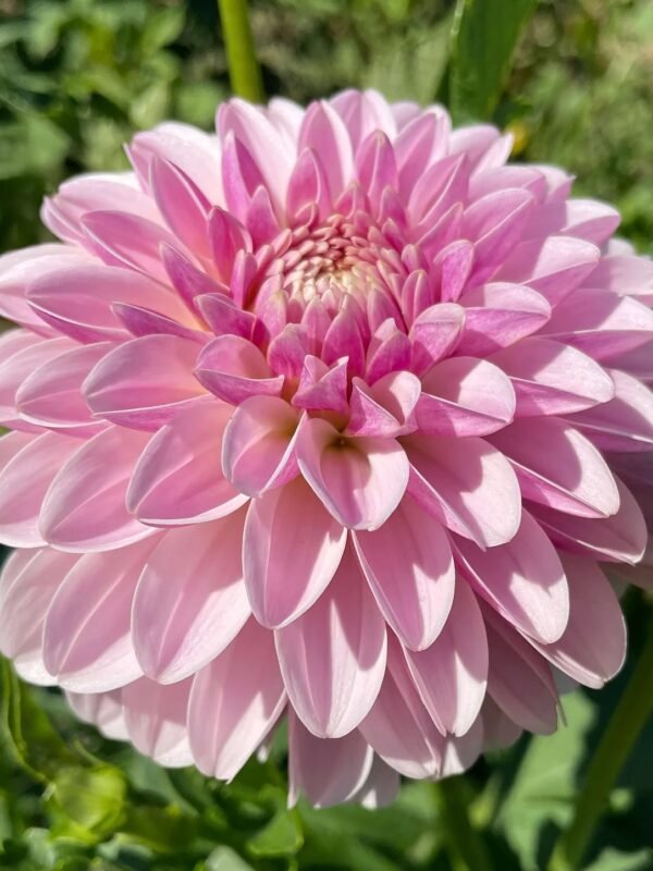 Pink Silk dahlia