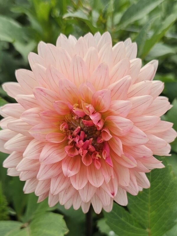 Preference dahlia