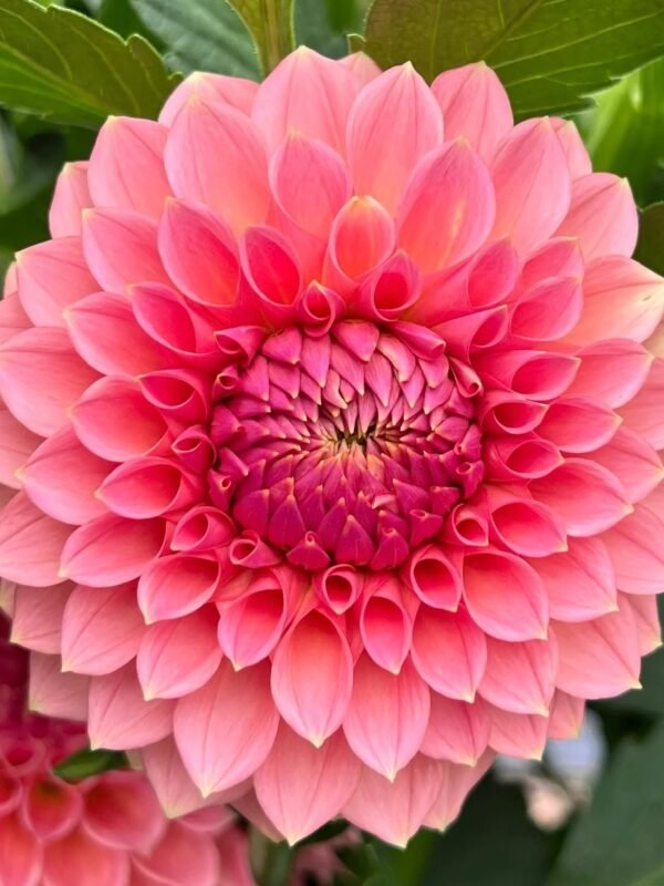 RM Lure dahlia