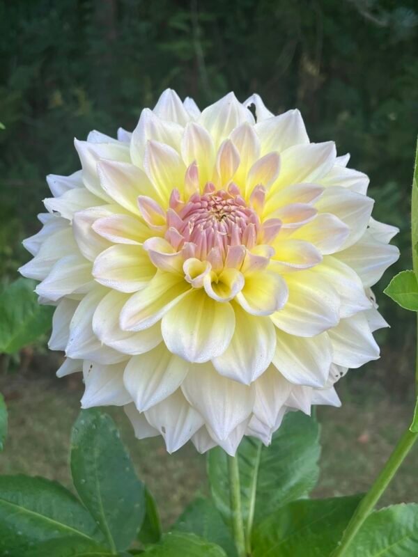 Westerton Lilian dahlia