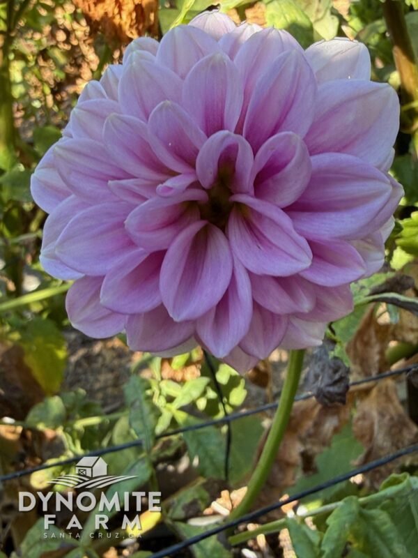 Joey's Sister dahlia bloom, grown at Dynomite Farm in Santa Cruz