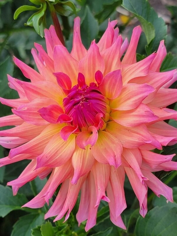 Just Peachy dahlia