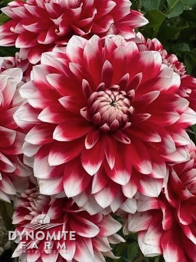 PS Merry Christmas dahlia bloom, grown at Dynomite Farm in Santa Cruz