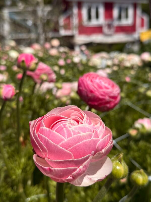 Pink ranunculus bloom grown from farm-saved corms in the raised beds at Dynomite Farm in Santa Cruz