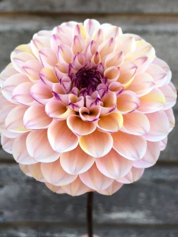 Wine Eyed Jill dahlia